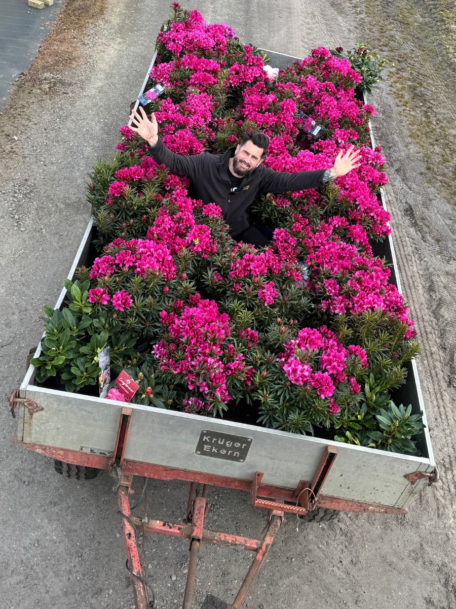 Michael &lsquo;Mr. Plant Geek&rsquo; Perry on the Rhododendron Grazeasy From a Rootstock Named Inkarho Developed by the German Team at Heinje.