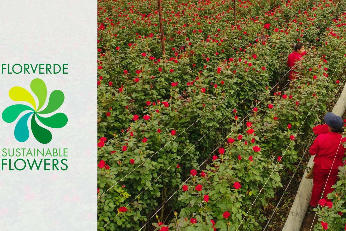 Florverde Certification for Verdissimo