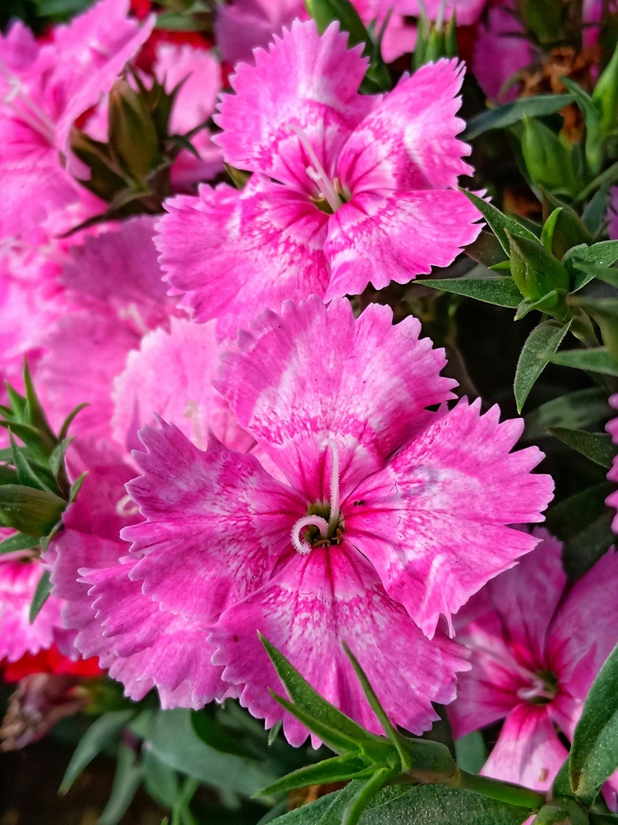 How Does Dianthus Breeding Work?