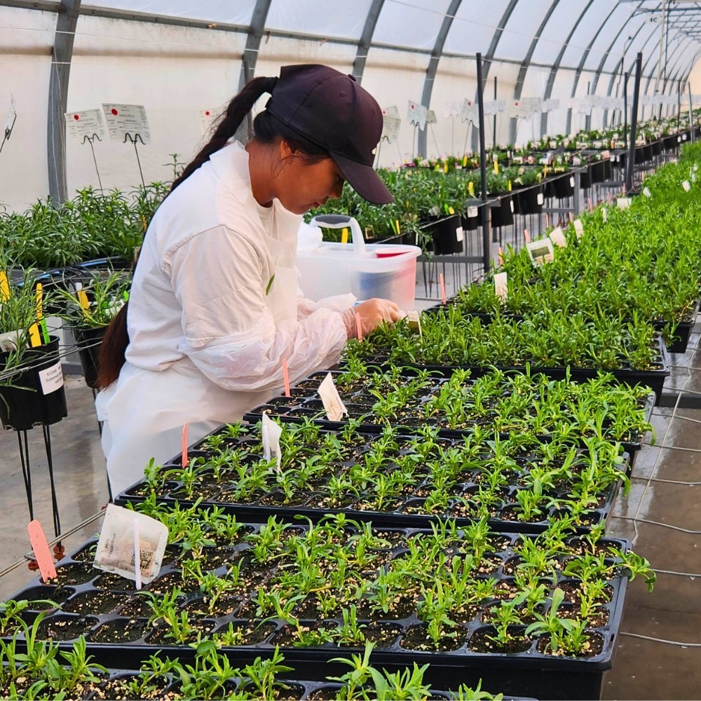 How Does Dianthus Breeding Work?