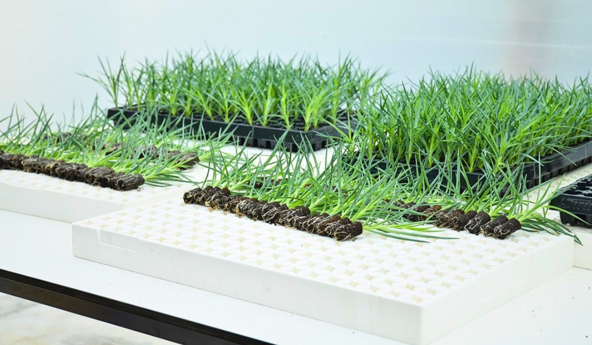 How Does Dianthus Breeding Work? From the Breeder&rsquo;s Lab to the Growers