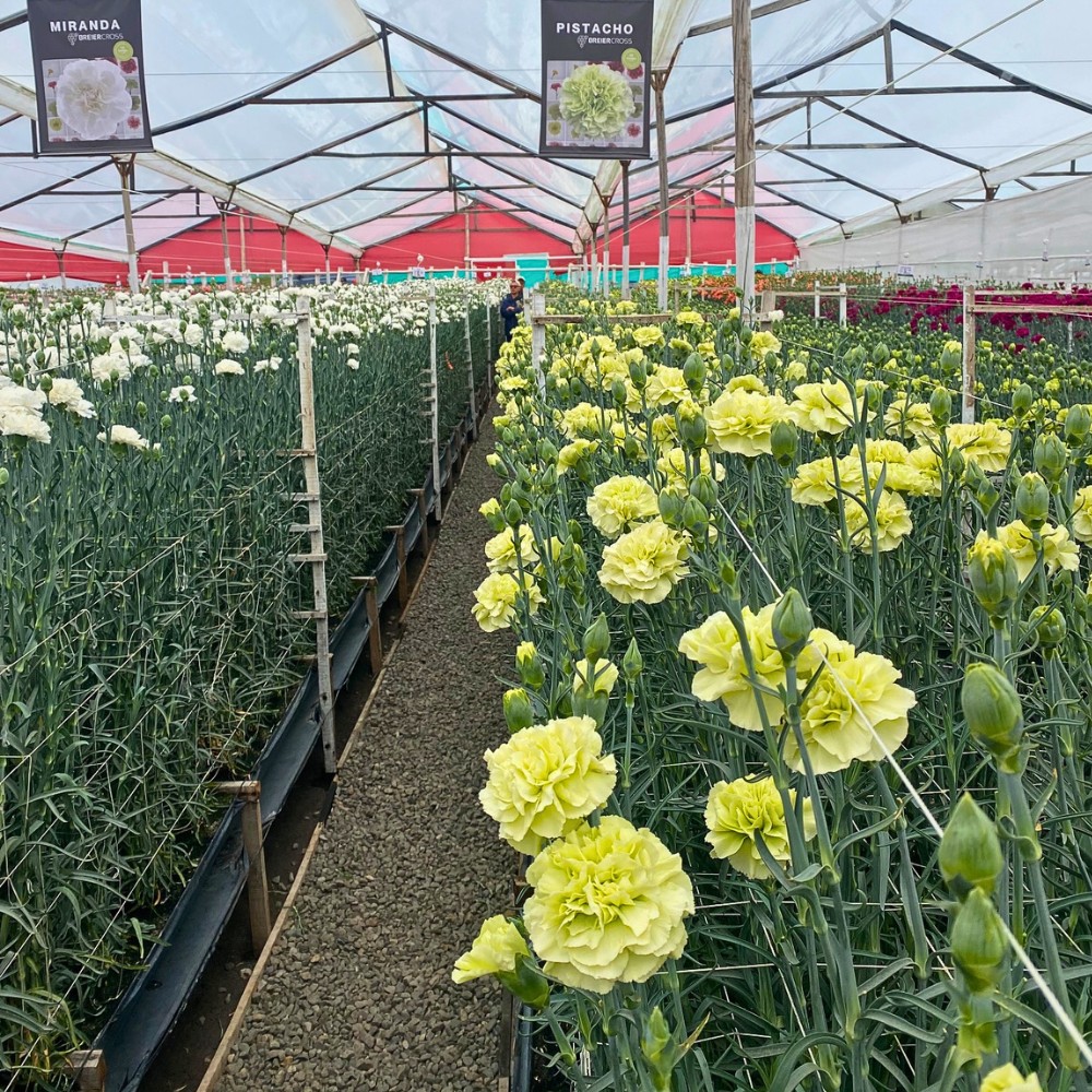 How Does Dianthus Breeding Work?