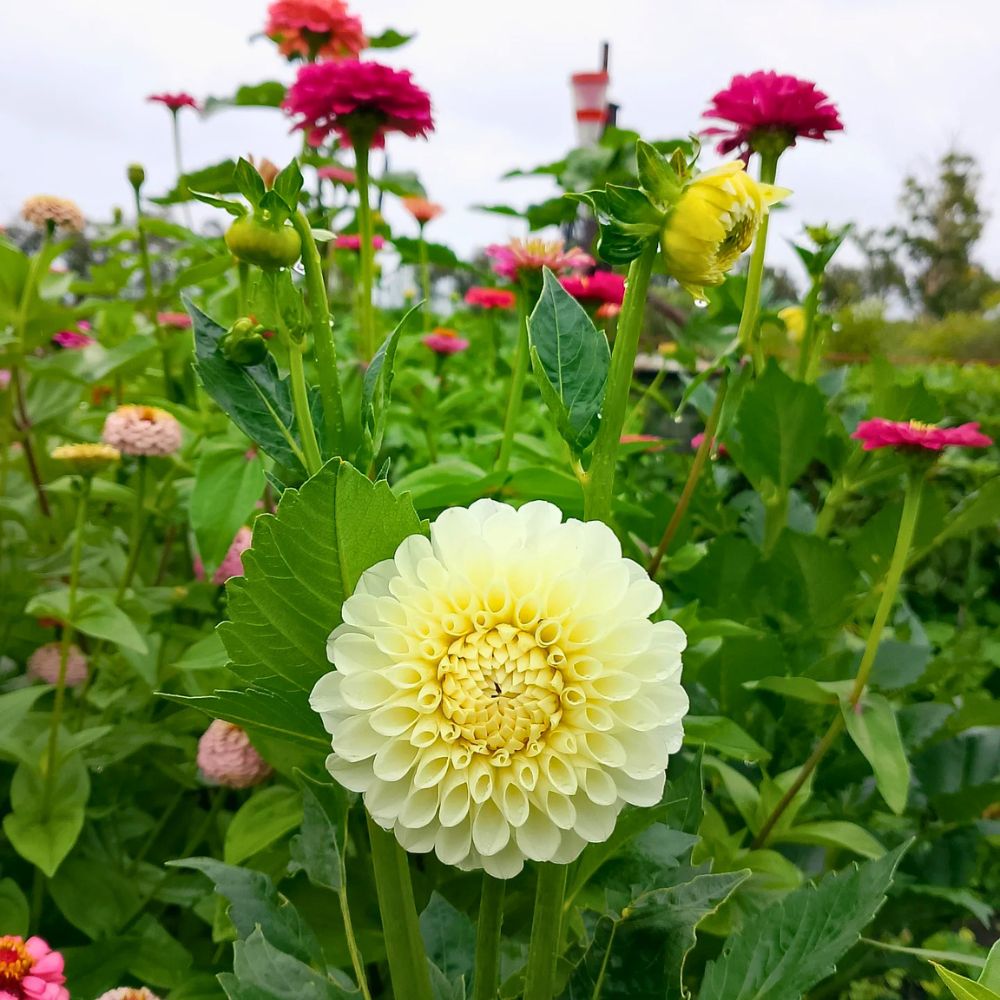 Easiest flowers to grow