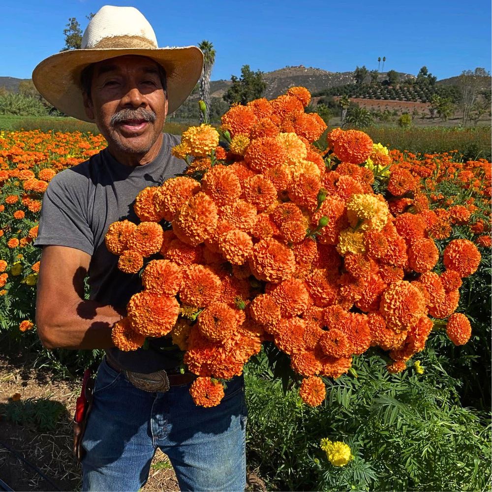 Easiest flowers to grow