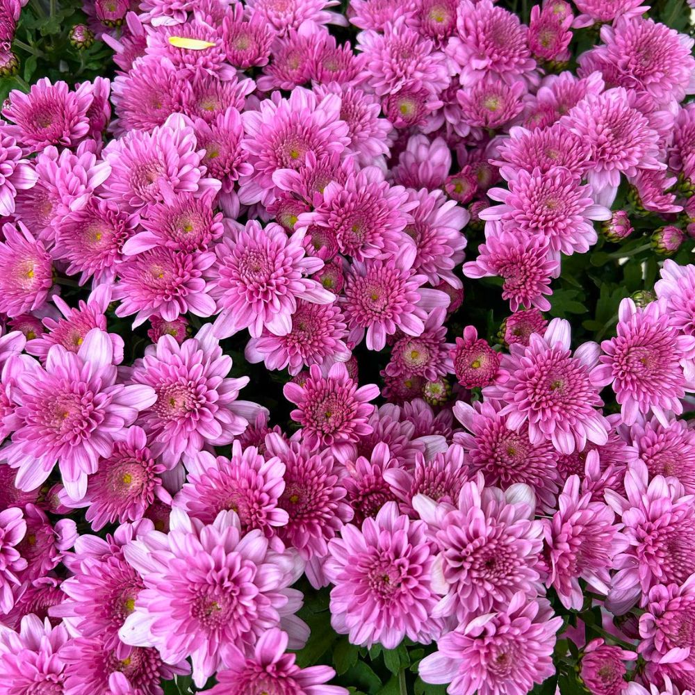 Easiest flowers to grow