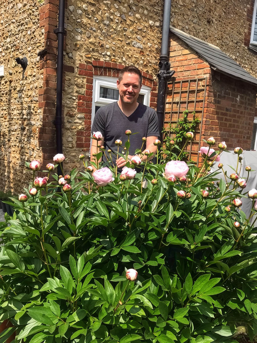 Peony shrub blooming