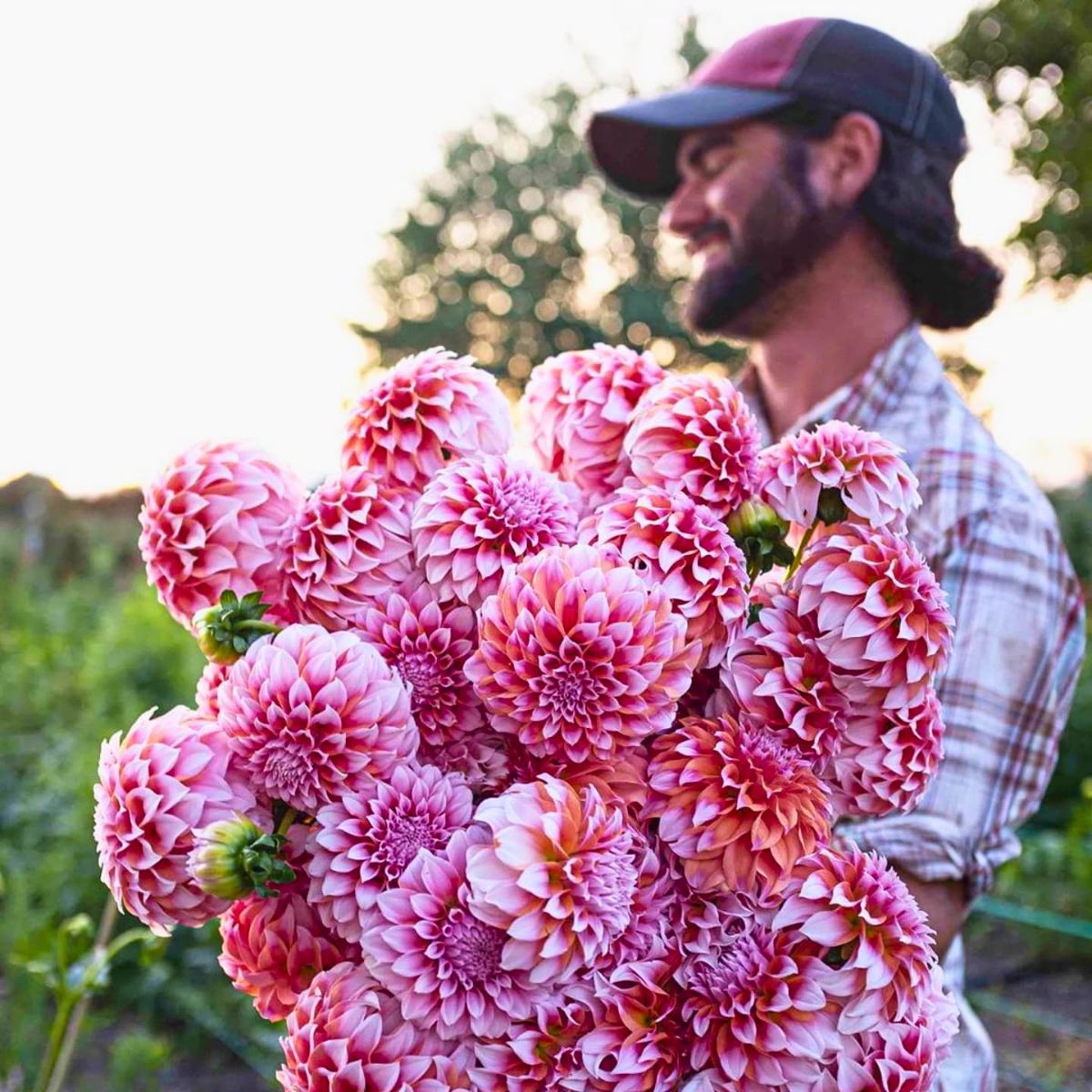 Dahlia flower meaning