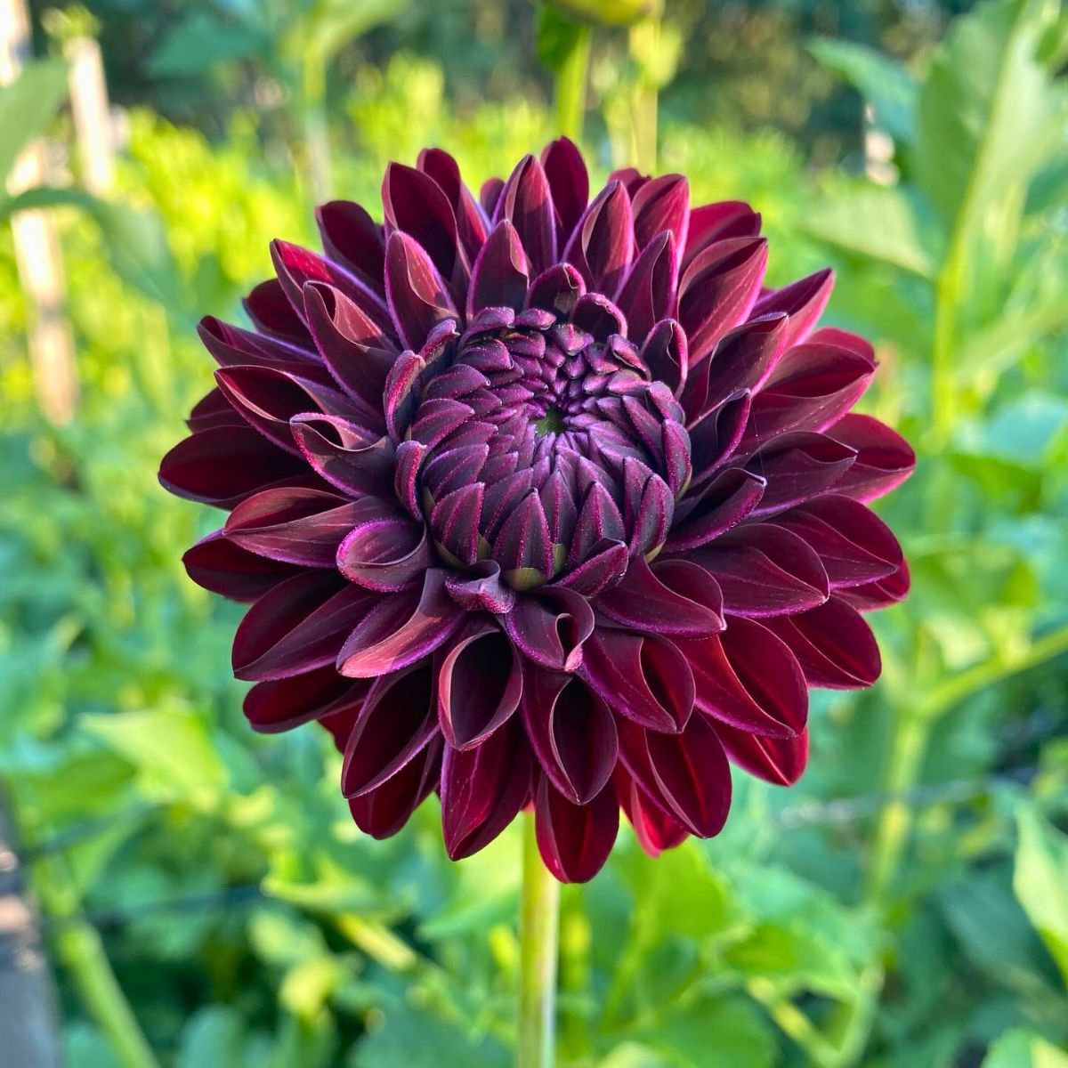 Dahlia flower meaning