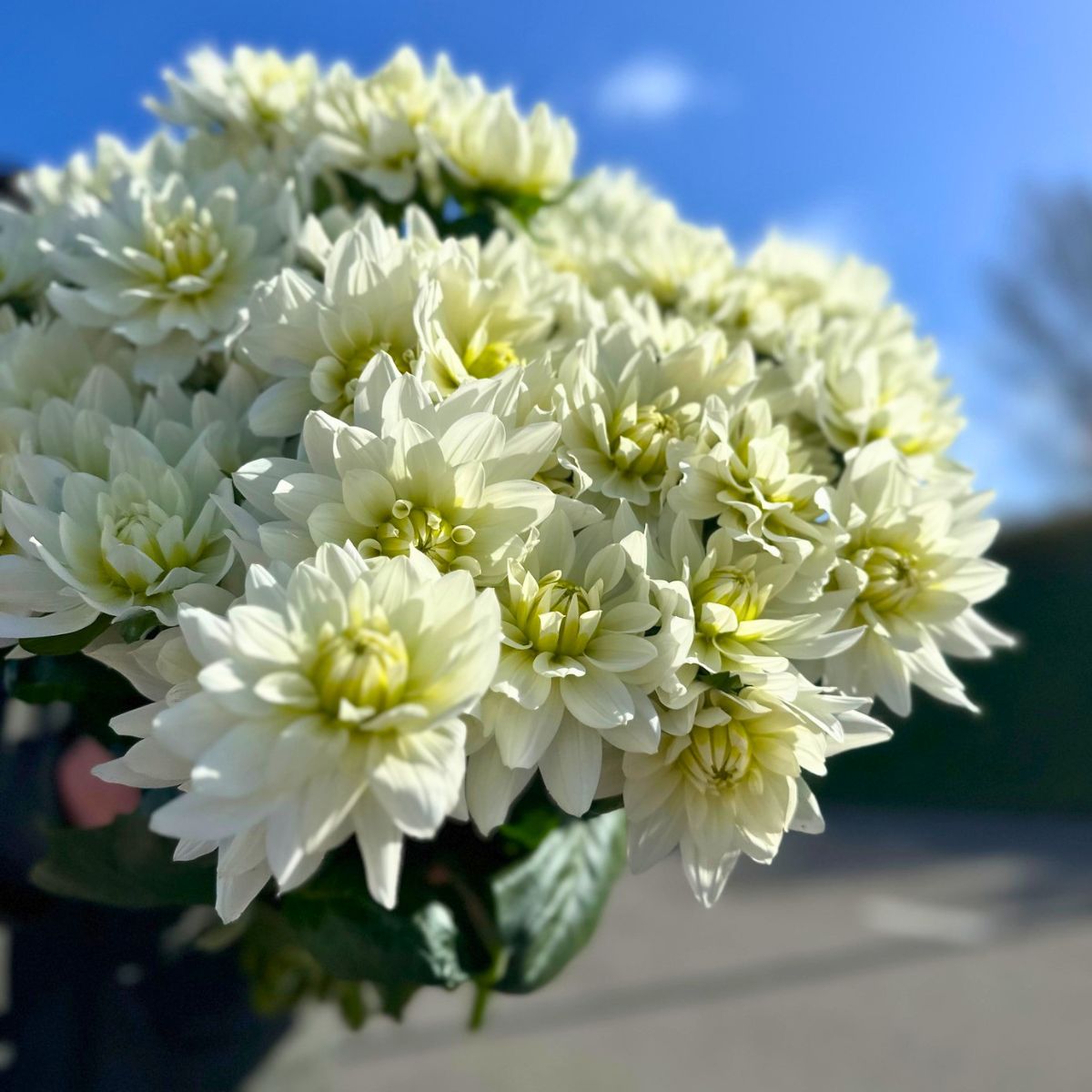 Dahlia flower meaning