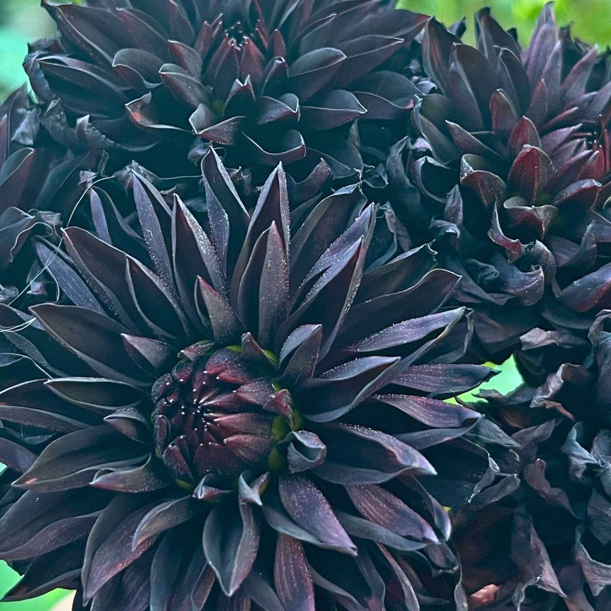 Dahlia flower meaning