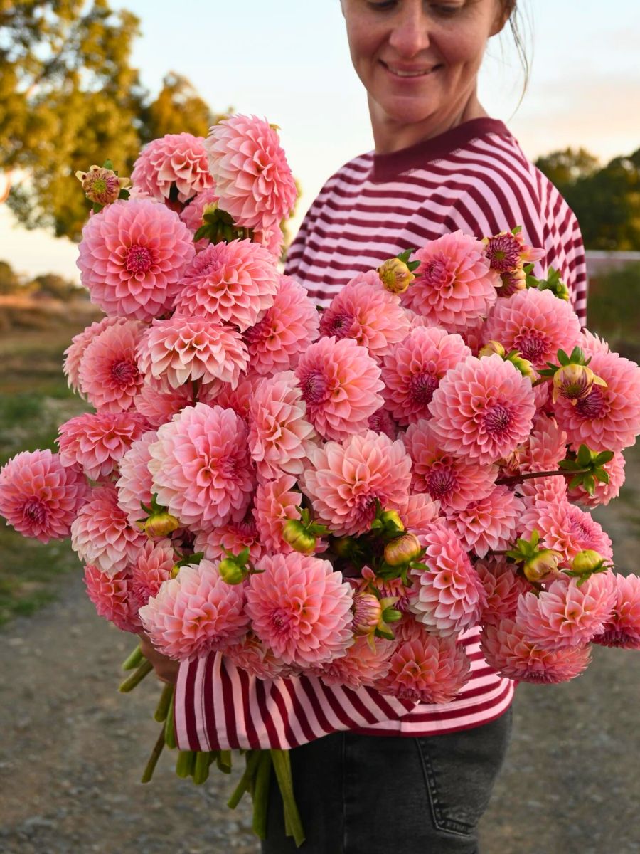 Dahlia flower meaning