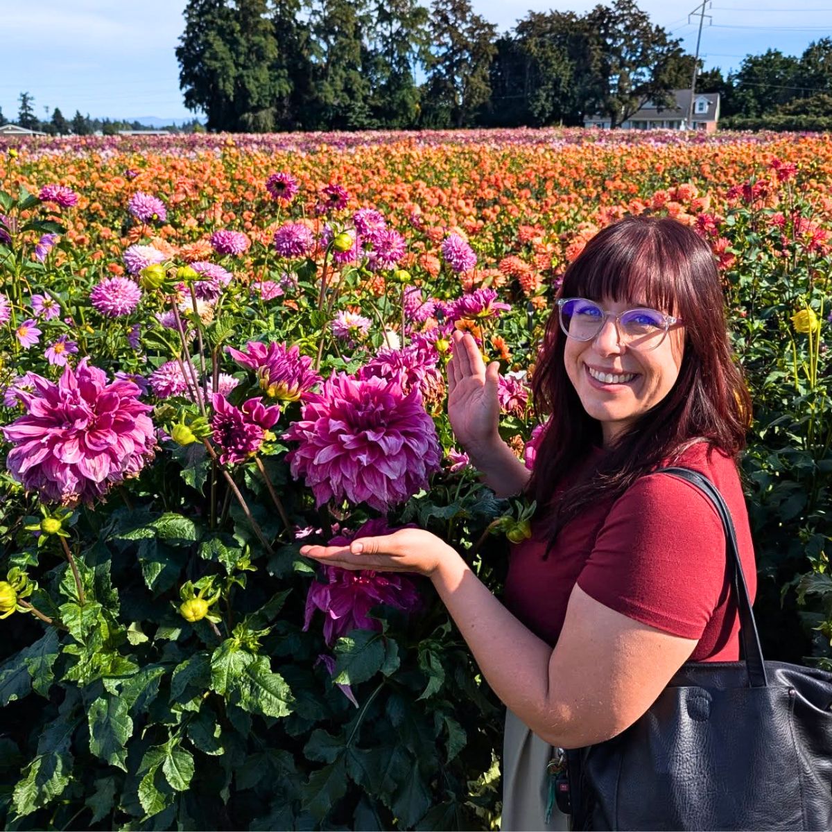 Dahlia flower meaning