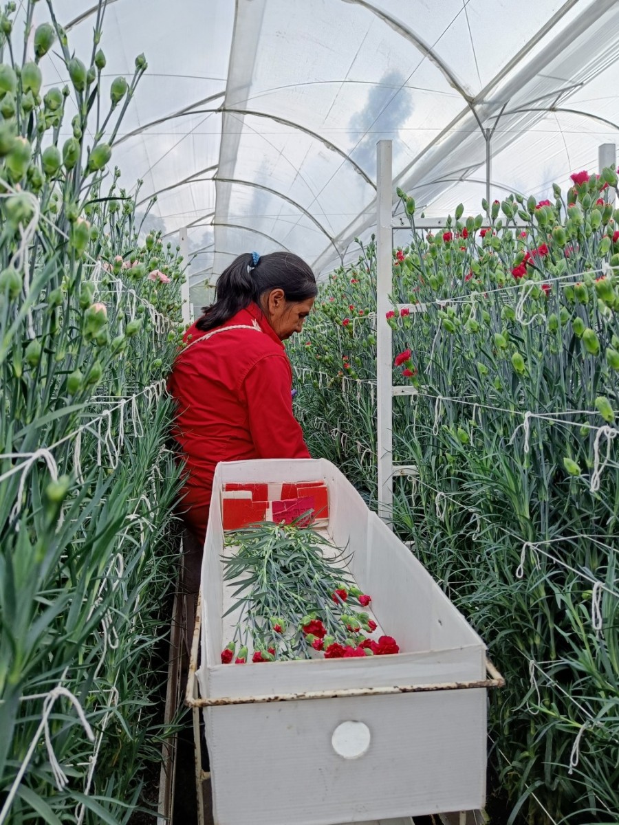 This Is How the Breeding of Dianthus Works