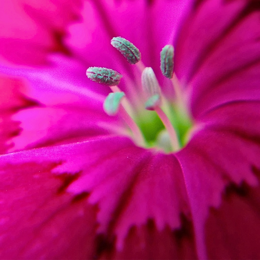 This Is How the Breeding of Dianthus Works From the Breeder to the Grower
