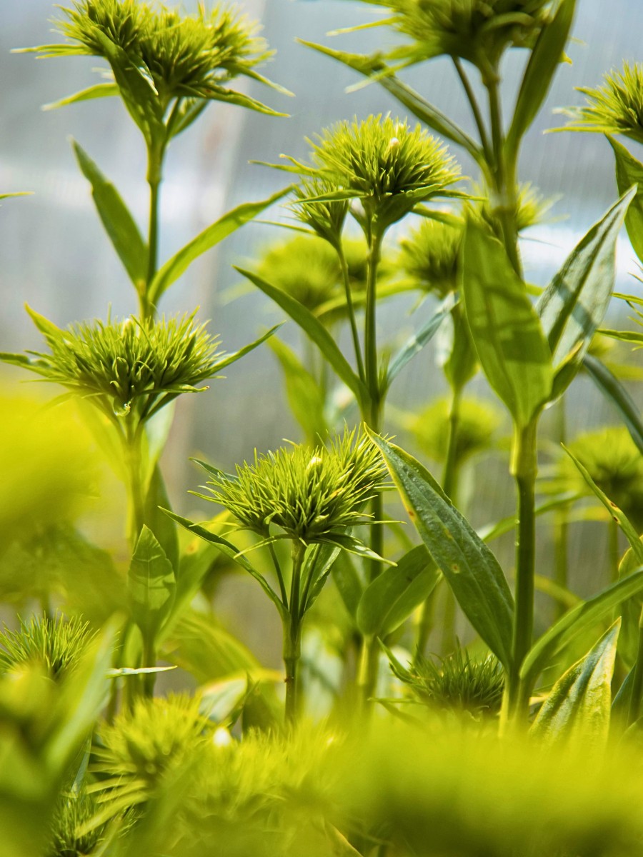 How Does Dianthus Breeding Work? From the Breeder&rsquo;s Lab to the Growers