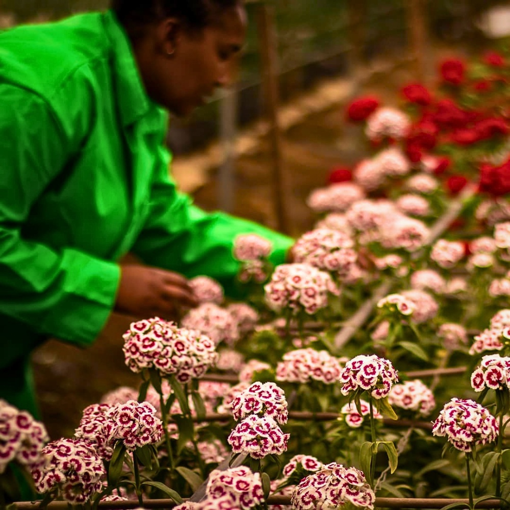 This Is How the Breeding of Dianthus Works From the Breeder to the Grower