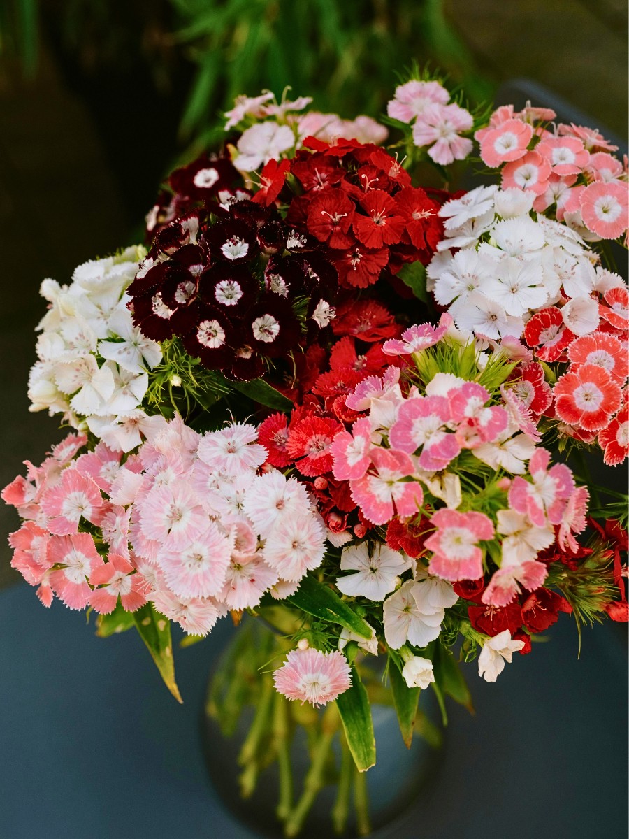 This Is How the Breeding of Dianthus Works From the Breeder to the Grower
