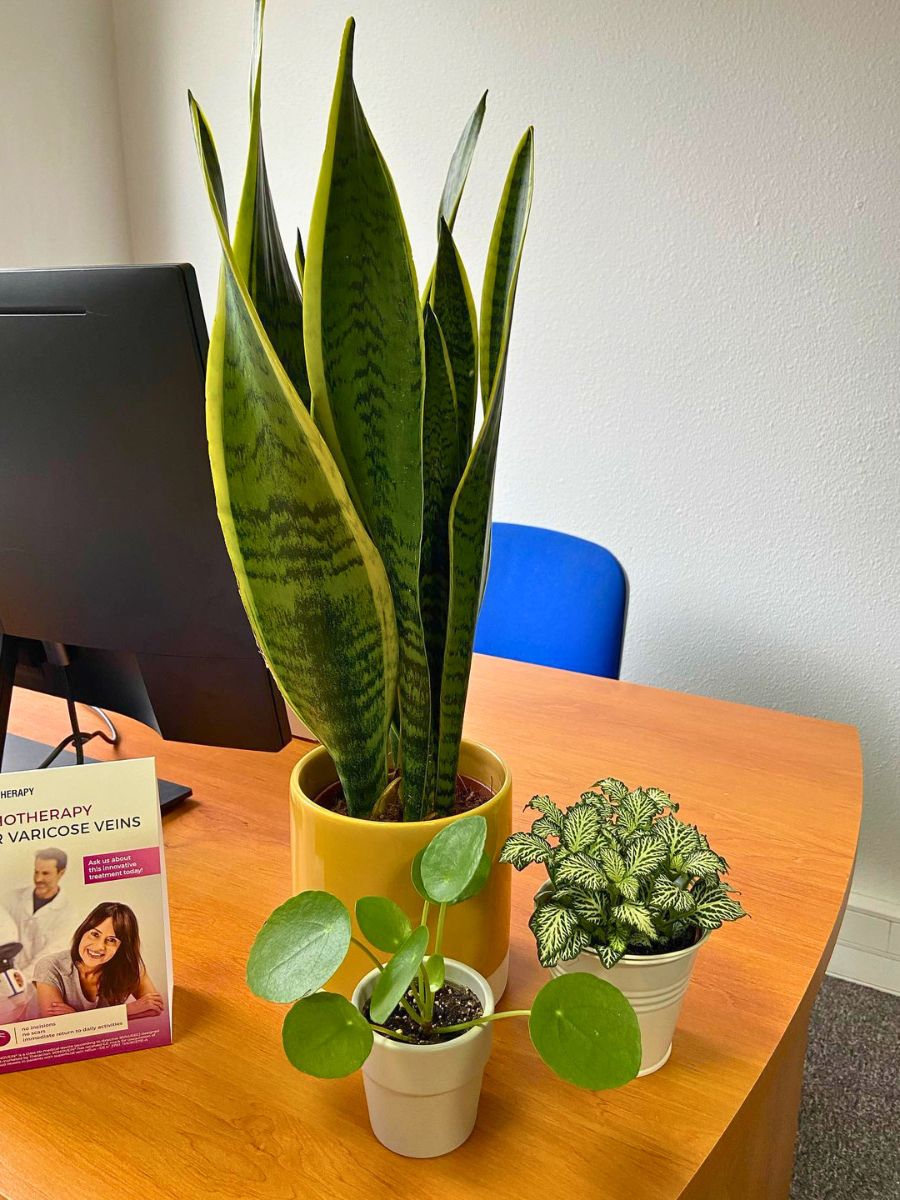 Office desk plants to improve your productivity and motivation at work