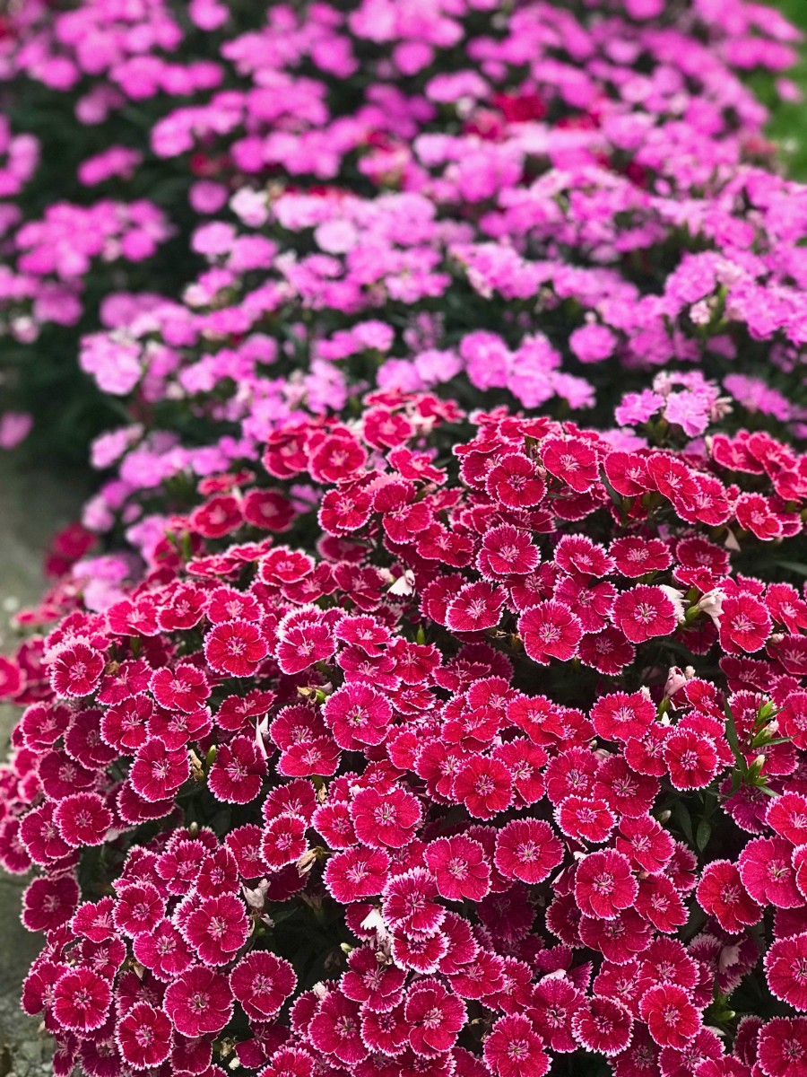 This Is How the Breeding of Dianthus Works From the Breeder to the Grower