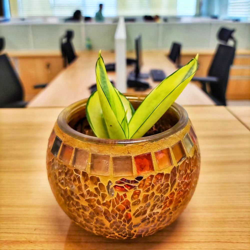 Minimalistic plants for your office
