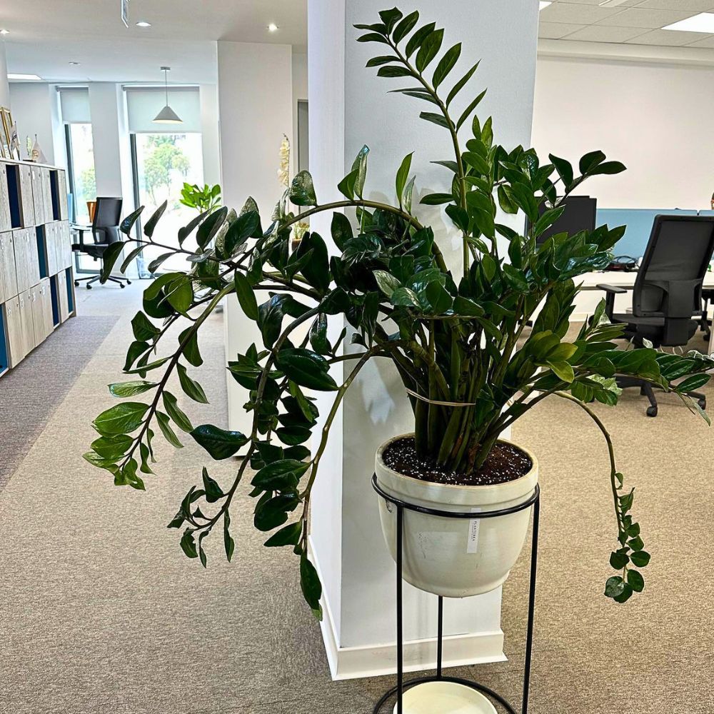 A thriving ZZ plant in an office