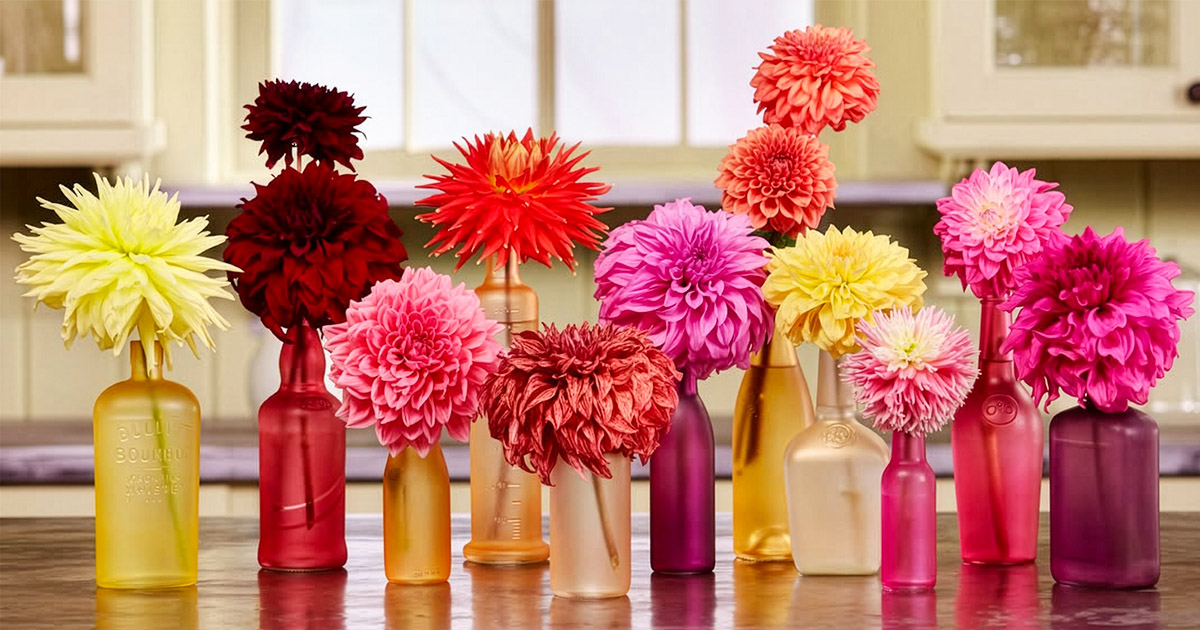 Dahlias from Hope Dahlias flower farm