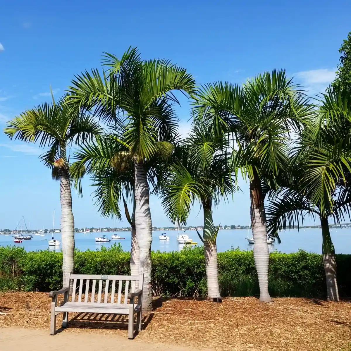 Spindle palm tree - Thursd Article Featured Image