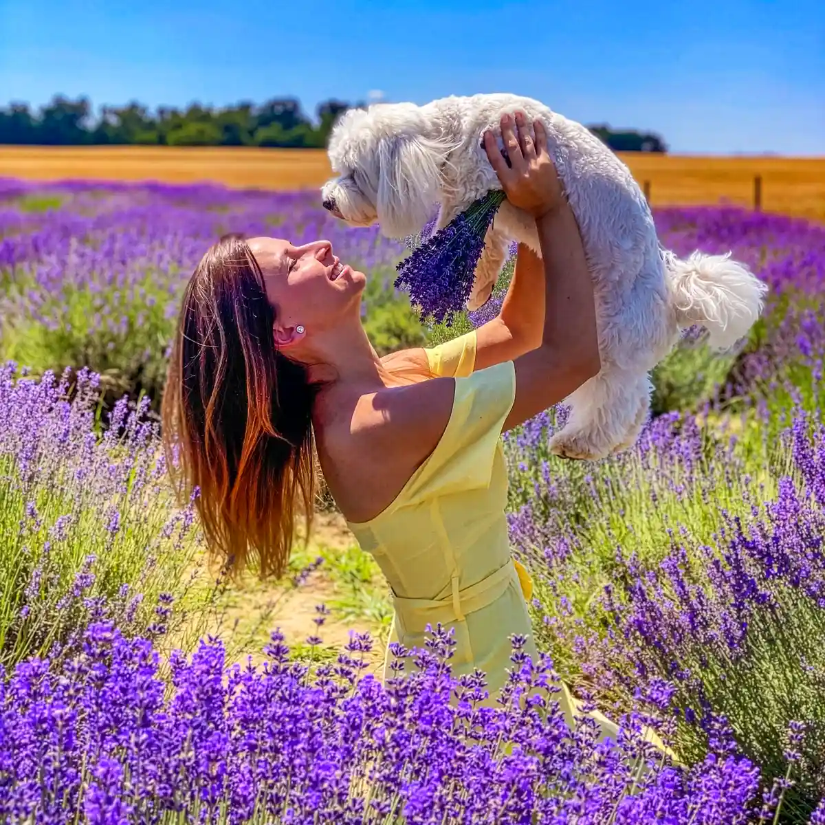 Which Are the Low Maintenance Outdoor Plants Safe for Cats and Dogs?