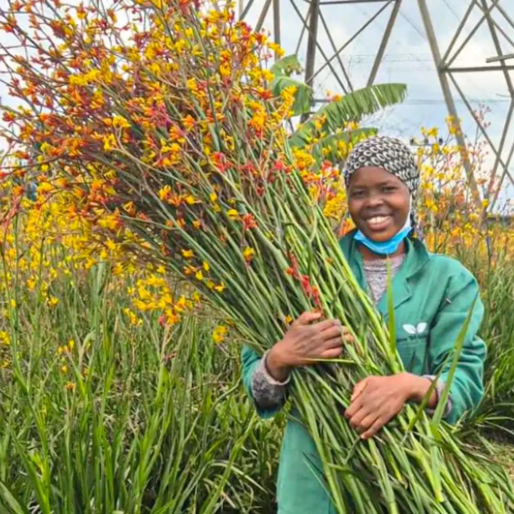 Growtech Flowers grower on Thursd feature