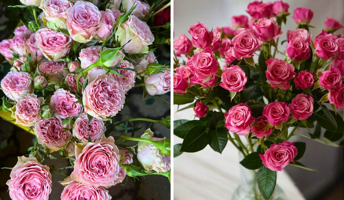 The Most Beautiful Roses to Give This Mother&rsquo;s Day, From United Selections