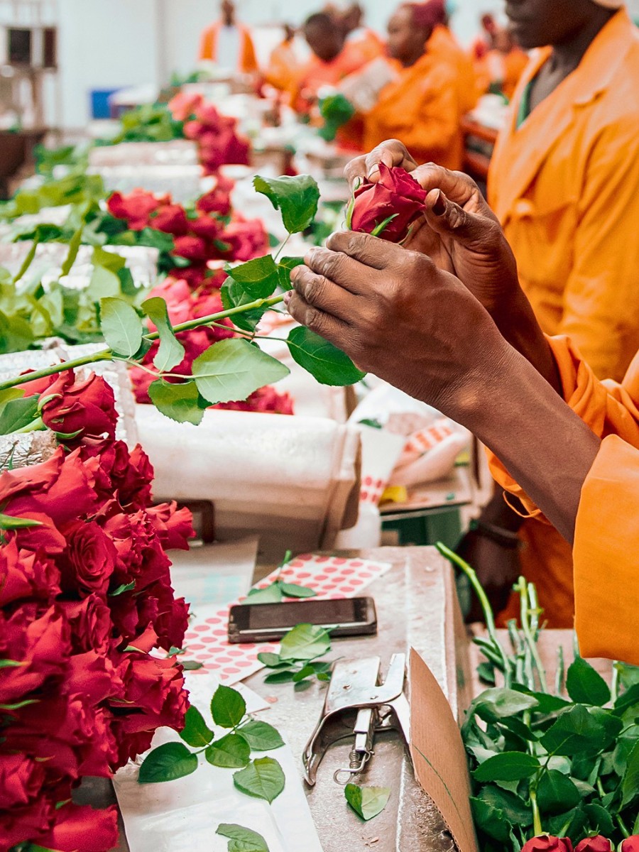 The Kenya Flower Council (KFC) Has Been Instrumental in Championing Kenyan Flowers Through Sustainable Floriculture and Good Practices Maintaining Kenyan Flowers&rsquo; Competitive Edge Globally.