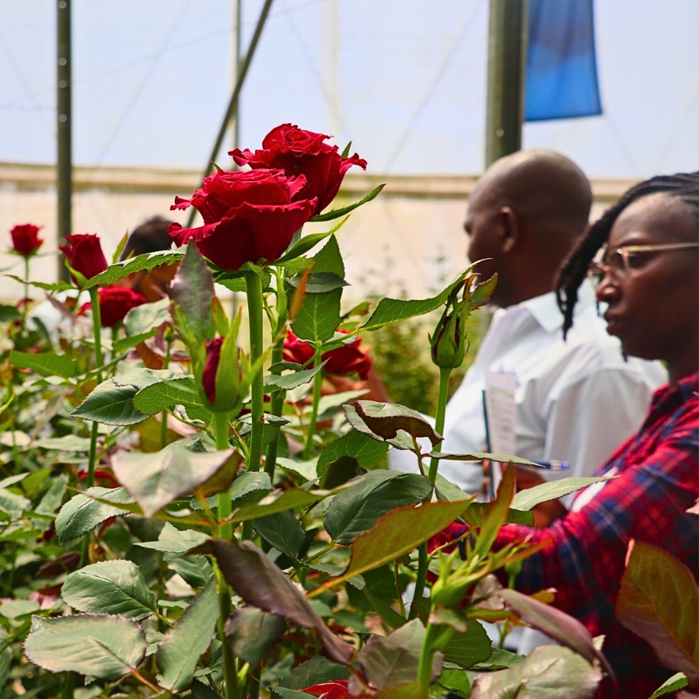 Kenya Flower Council has been instrumental in shaping the industry&rsquo;s growth, sustainability, and global competitiveness.