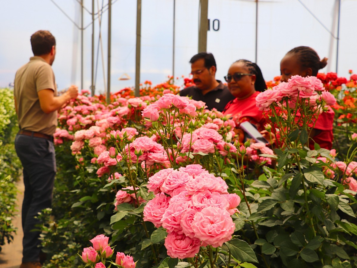 The Kenya Flower Council (KFC) Has Been Instrumental in Championing Kenyan Flowers Through Sustainable Floriculture and Good Practices Maintaining Kenyan Flowers&rsquo; Competitive Edge Globally.