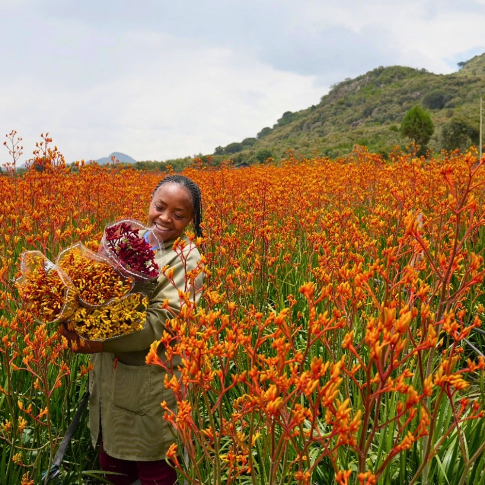 The Kenya Flower Council (KFC) Has Been Instrumental in Championing Kenyan Flowers Through Sustainable Floriculture and Good Practices Maintaining Kenyan Flowers&rsquo; Competitive Edge Globally.