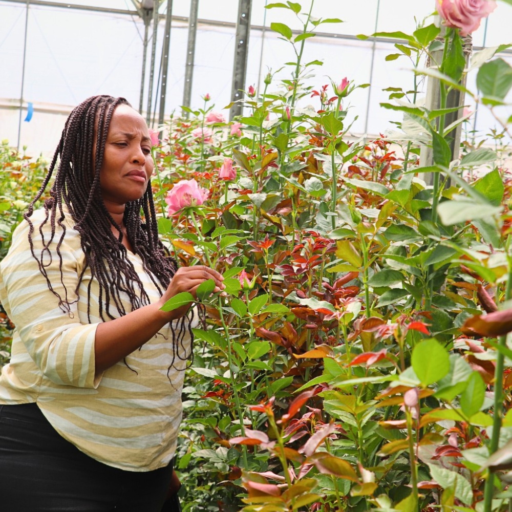 The Kenya Flower Council (KFC) Has Been Instrumental in Championing Kenyan Flowers Through Sustainable Floriculture and Good Practices Maintaining Kenyan Flowers&rsquo; Competitive Edge Globally.