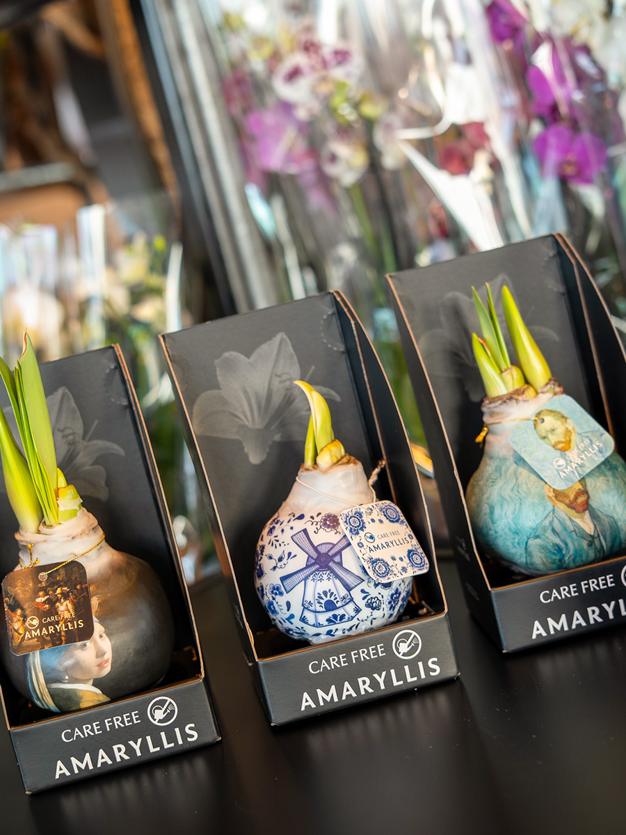 Sample World Spring Fair FloriWorld amaryllis art bulbs Sample World Spring Fair FloriWorld amaryllis art bulbs