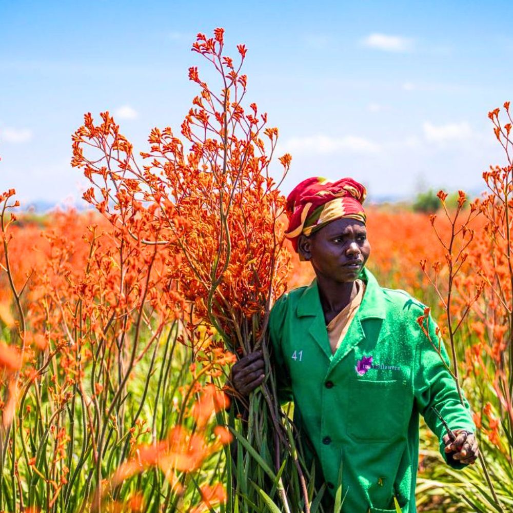 Anigozanthos also know as Kangaroo paws