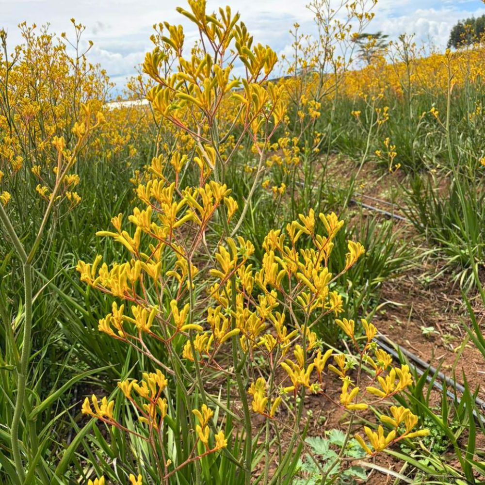 Anigozanthos also known as Kangaroo paw