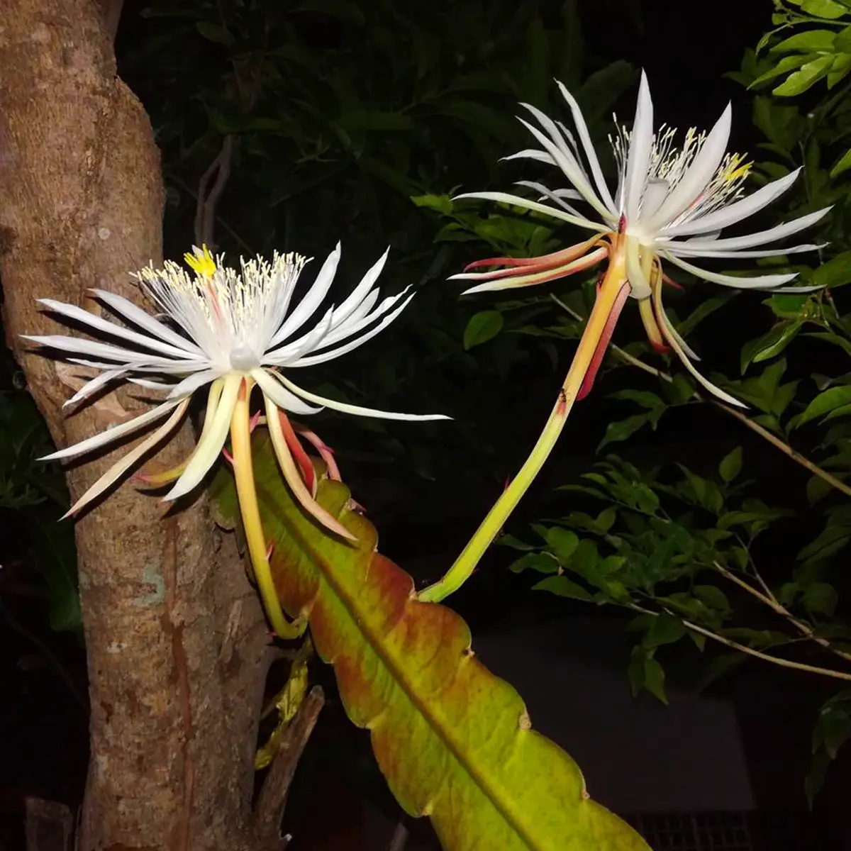 Worlds Most Expensive Flower