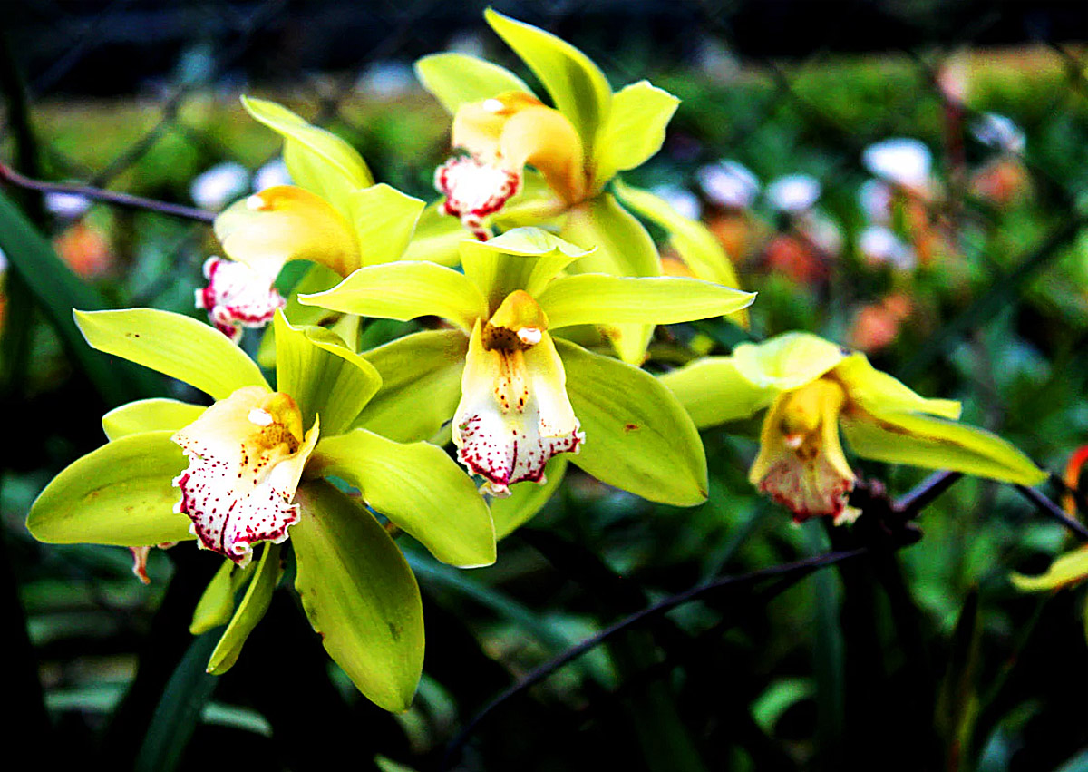 Shenzhen Nongke Orchid