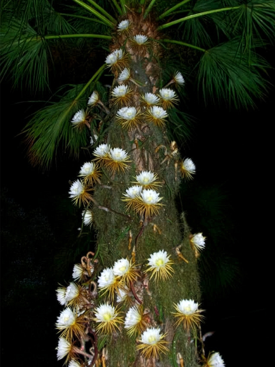 Kadupul flowers on tree at night