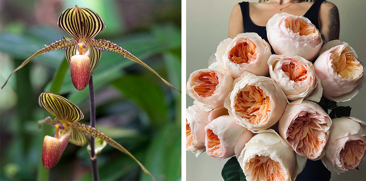 Rothchild Orchid and Rose Juliet