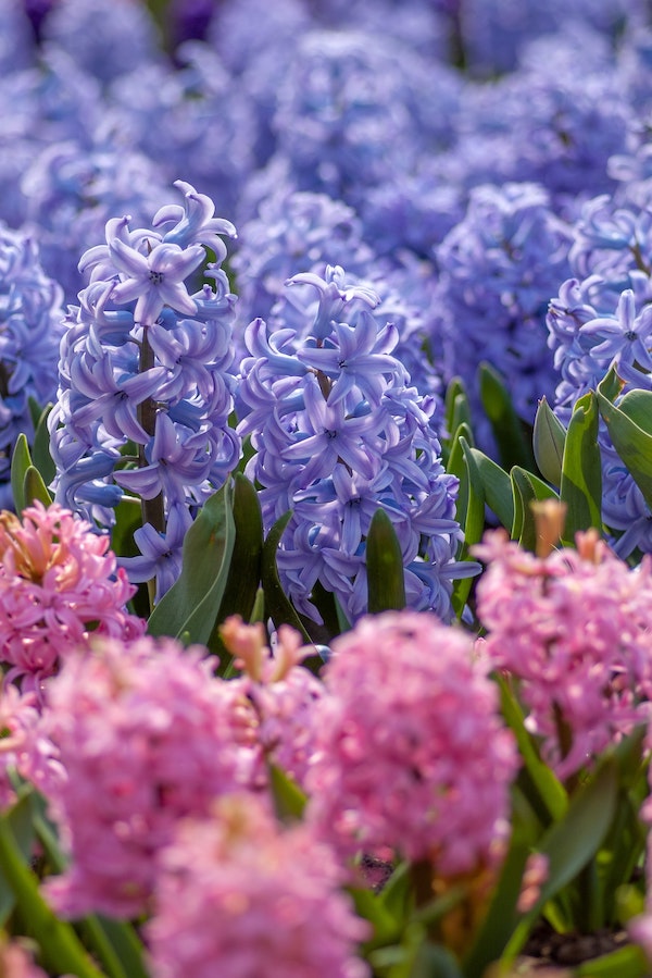 9 Spring Bulbs You Can Plant in Your Garden This Fall003