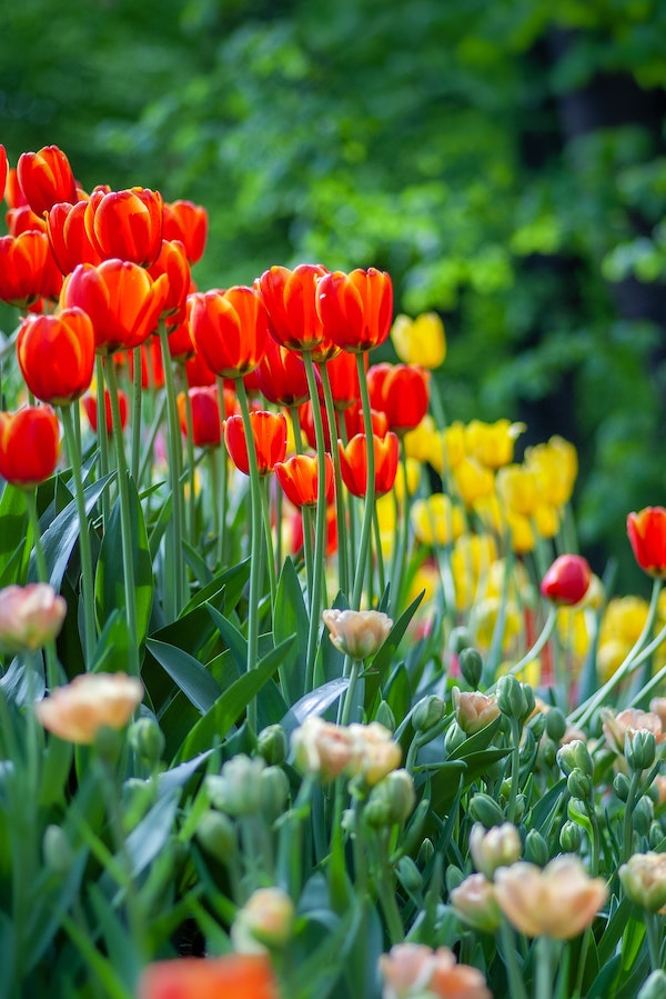 9 Spring Bulbs You Can Plant in Your Garden This Fall004