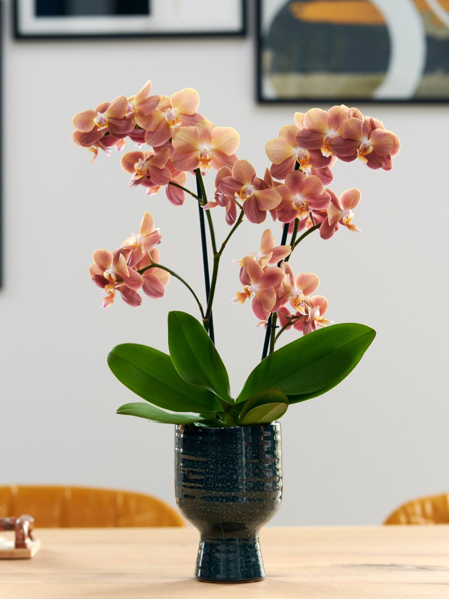 Who Are the Leading Phalaenopsis Breeders Globally?