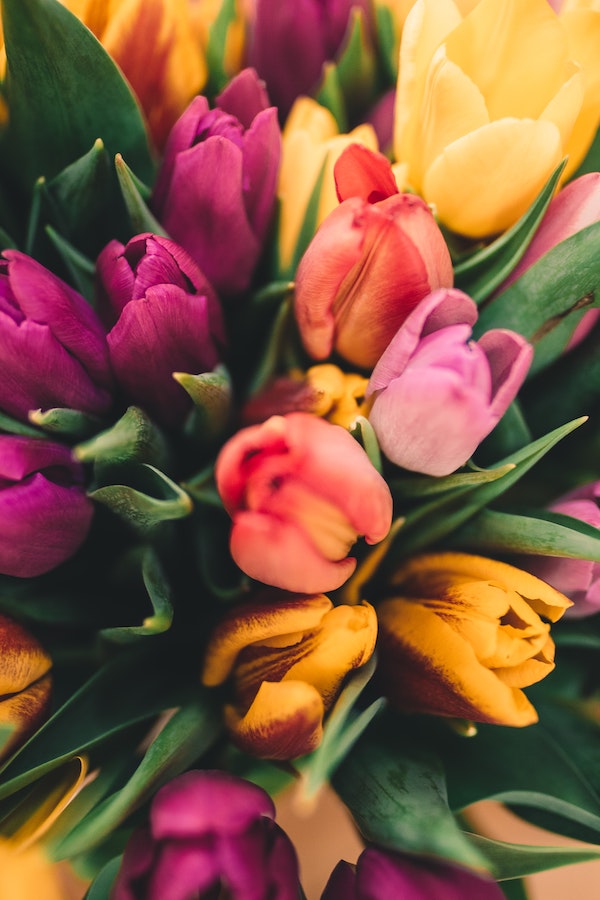 9 Spring Bulbs You Can Plant in Your Garden This Fall005