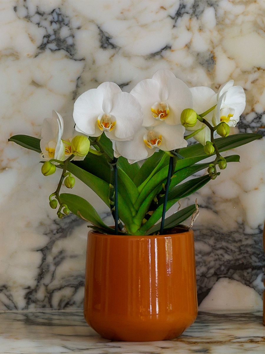 The Leading Phalaenopsis Breeders Across the World