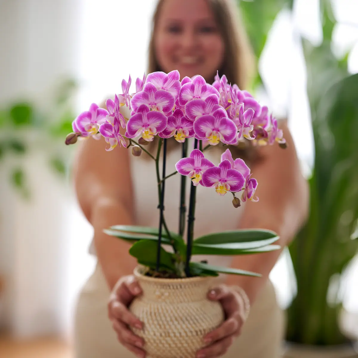 Do You Know Who Are the Leading Phalaenopsis Breeders Globally? Here’s a Look at Some of Them.