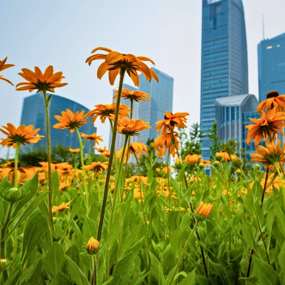 International Association of Horticultural Producers (AIPH) announced the 21 finalists for the AIPH World Green City Awards 2026