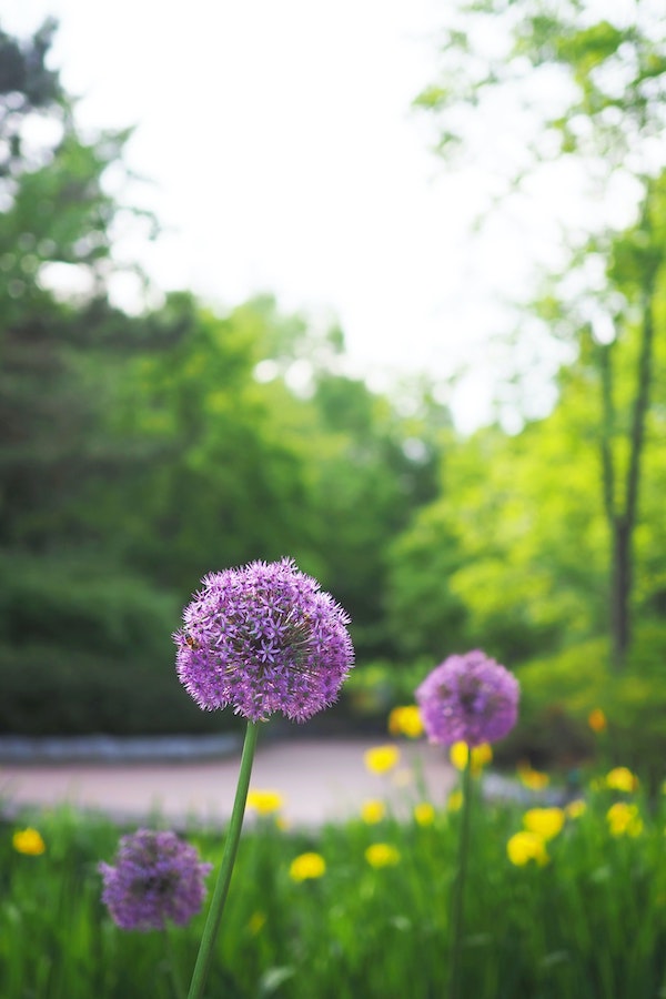 9 Spring Bulbs You Can Plant in Your Garden This Fall010